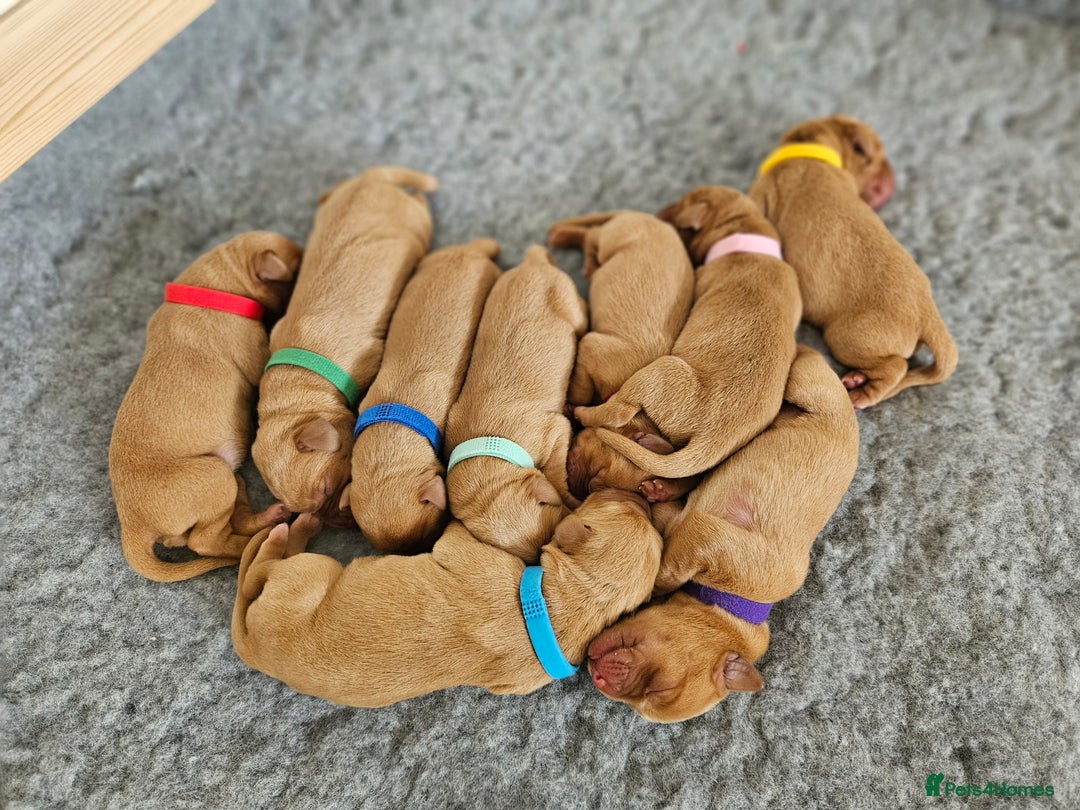 Labrador Retriever dogs for sale: Fox Red Labrador Retriever KC Registered puppies in Wetherby - Image 9