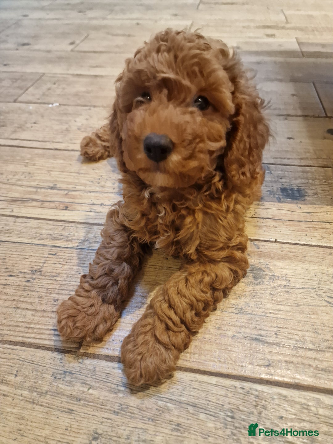 Cockapoo dogs for sale: Apricot coloured cockapoo boy - Advert 14