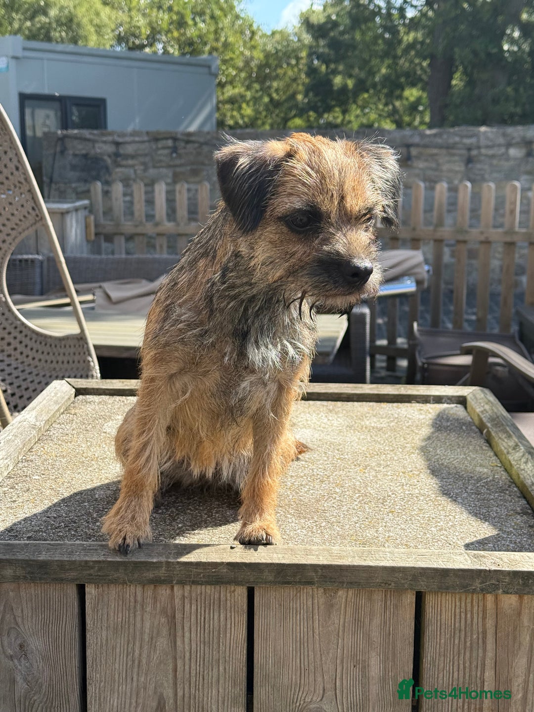 Border Terrier dogs for sale: KC Grizzle & Tan Border Terrier - Image 5