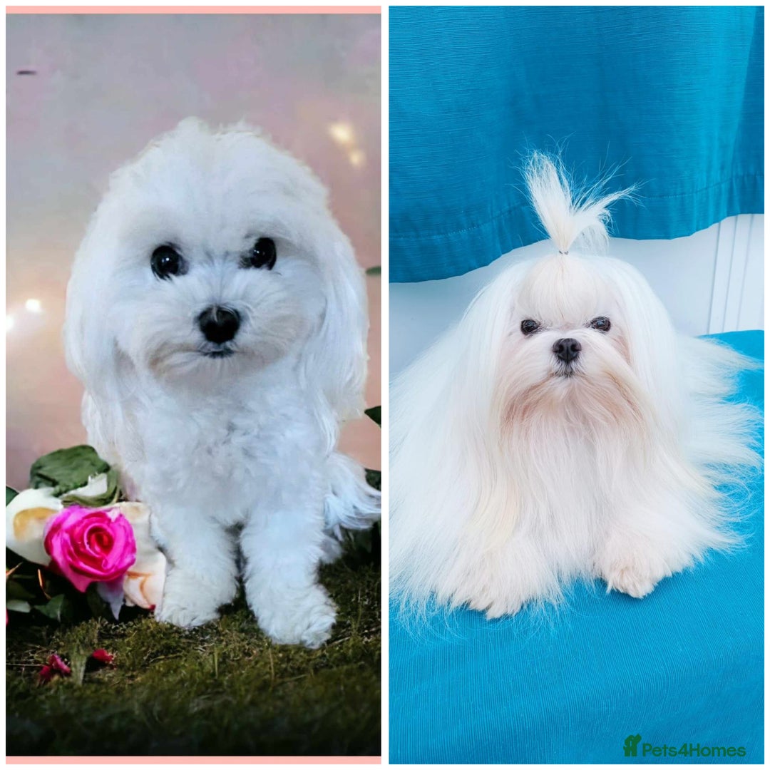Maltese dogs for sale: Tiny Korean maltese - Advert 7