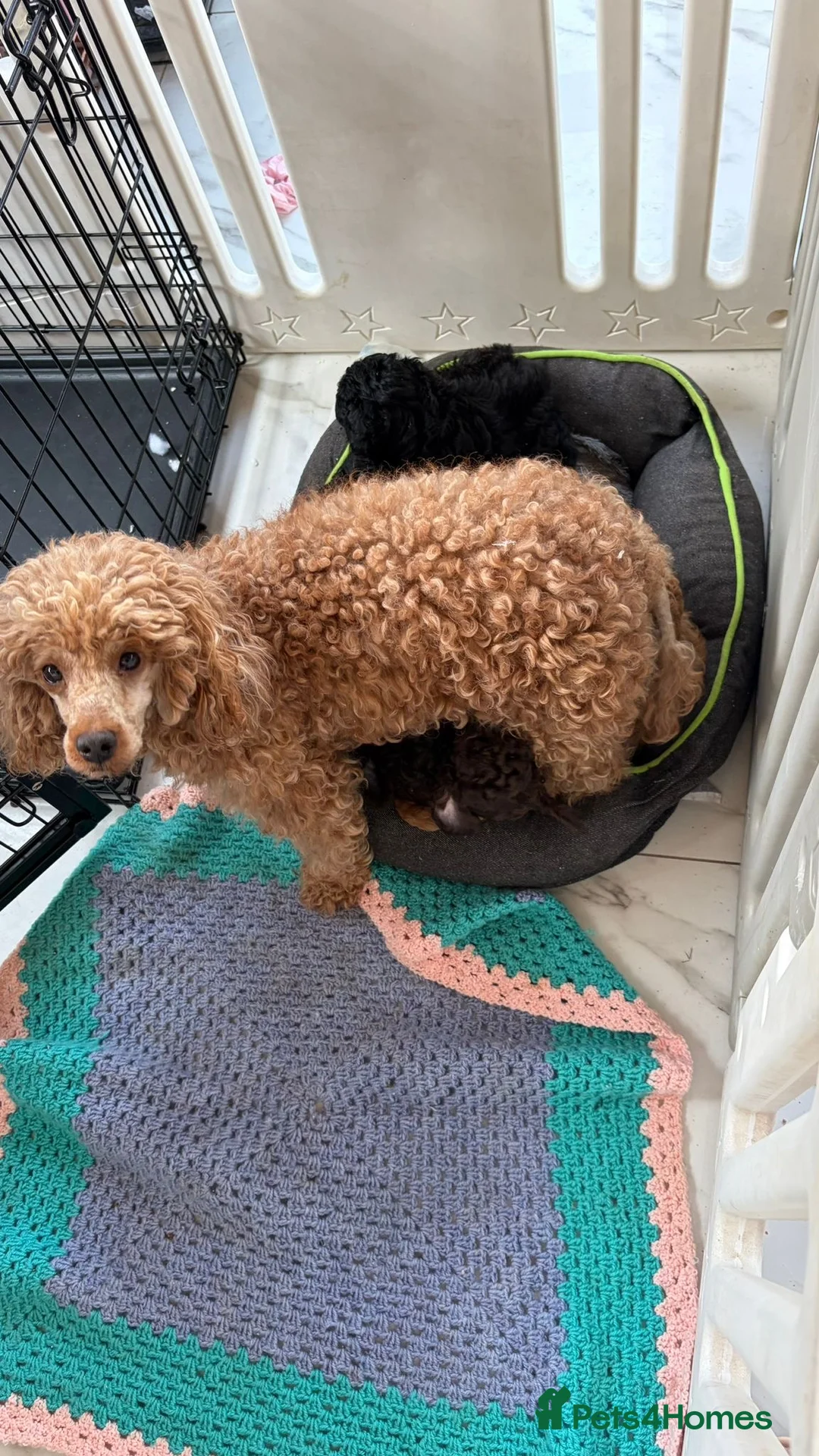 Miniature Poodle dogs for sale:  Pure Bred Miniature Poodles - Advert 14