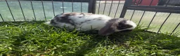 Mini Lop rabbits for sale: Litter of Mini Lop bunnies  - Advert 9
