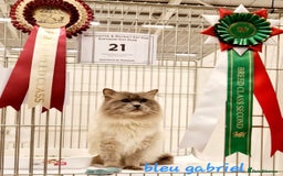 Ragdoll cats for sale: True to type, pure bred Ragdoll kittens  - Image 10