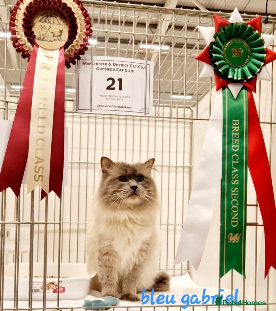 Ragdoll cats for sale: True to type, pure bred Ragdoll kittens  - Image 10