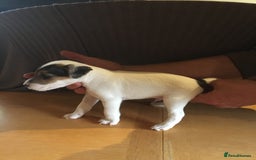 Parson Russell dogs for sale: 1st Amazing Litter - Image 4