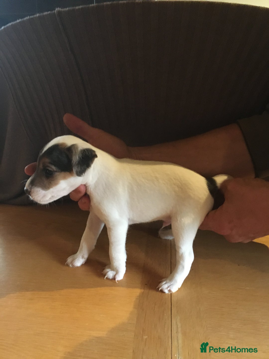 Parson Russell dogs for sale: 1st Amazing Litter - Image 4