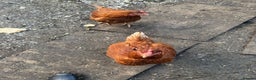 Chickens poultry for sale: 2 lohman brown need to be rehomed  - Advert 6