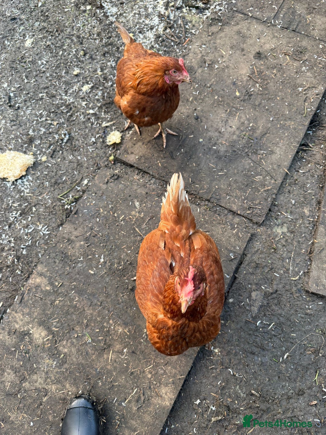 Chickens poultry for sale: 2 lohman brown need to be rehomed  - Advert 6