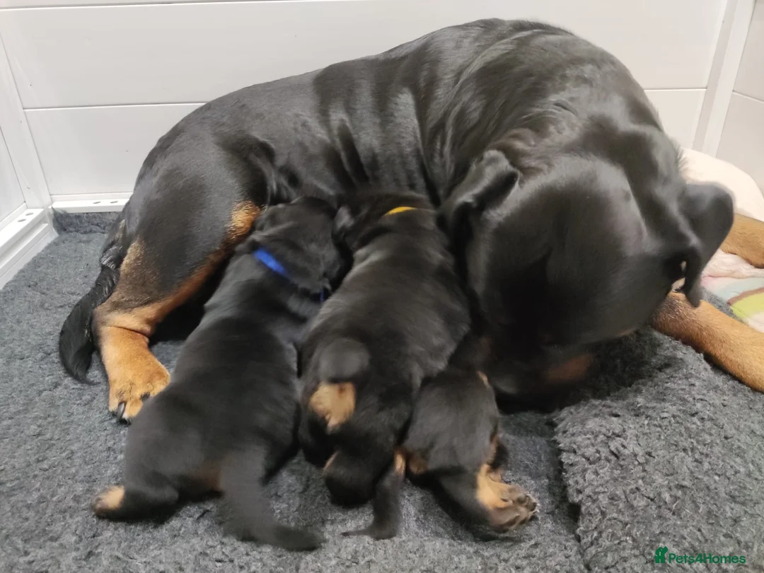 Rottweiler dogs for sale: KC registered rottweiler puppies - Advert 2