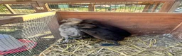 Ducks poultry for sale: Muscovy Indian runner duckling  - Advert 6