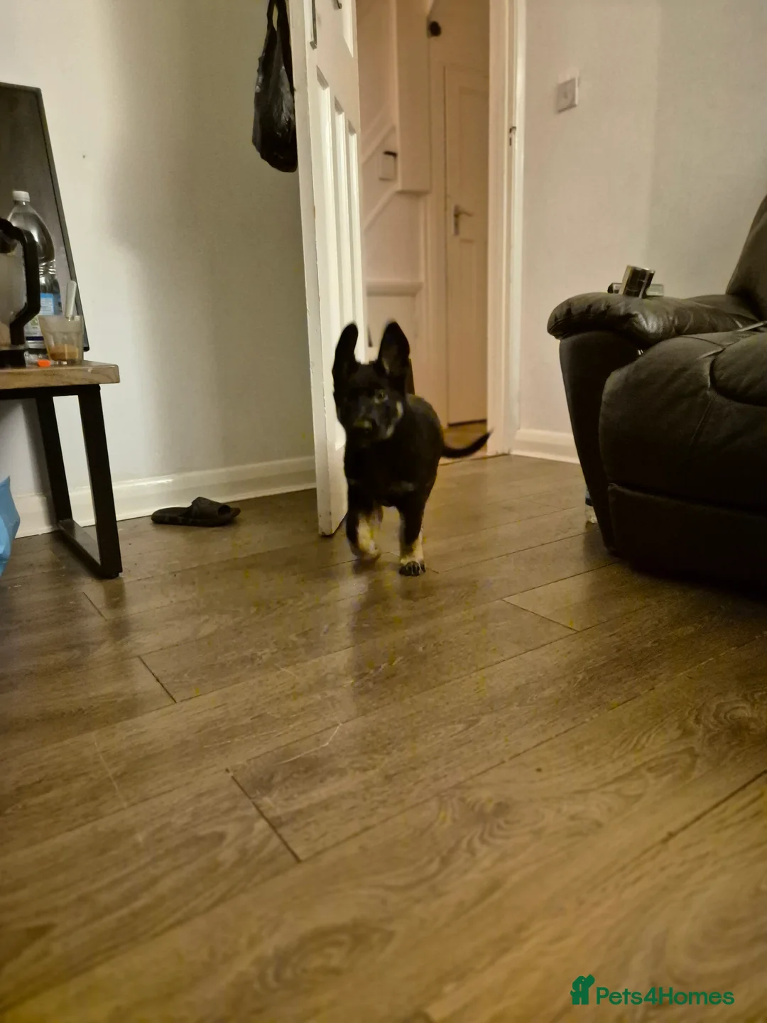 Mixed Breed dogs for sale: Jimmy in Teddington - Advert 6