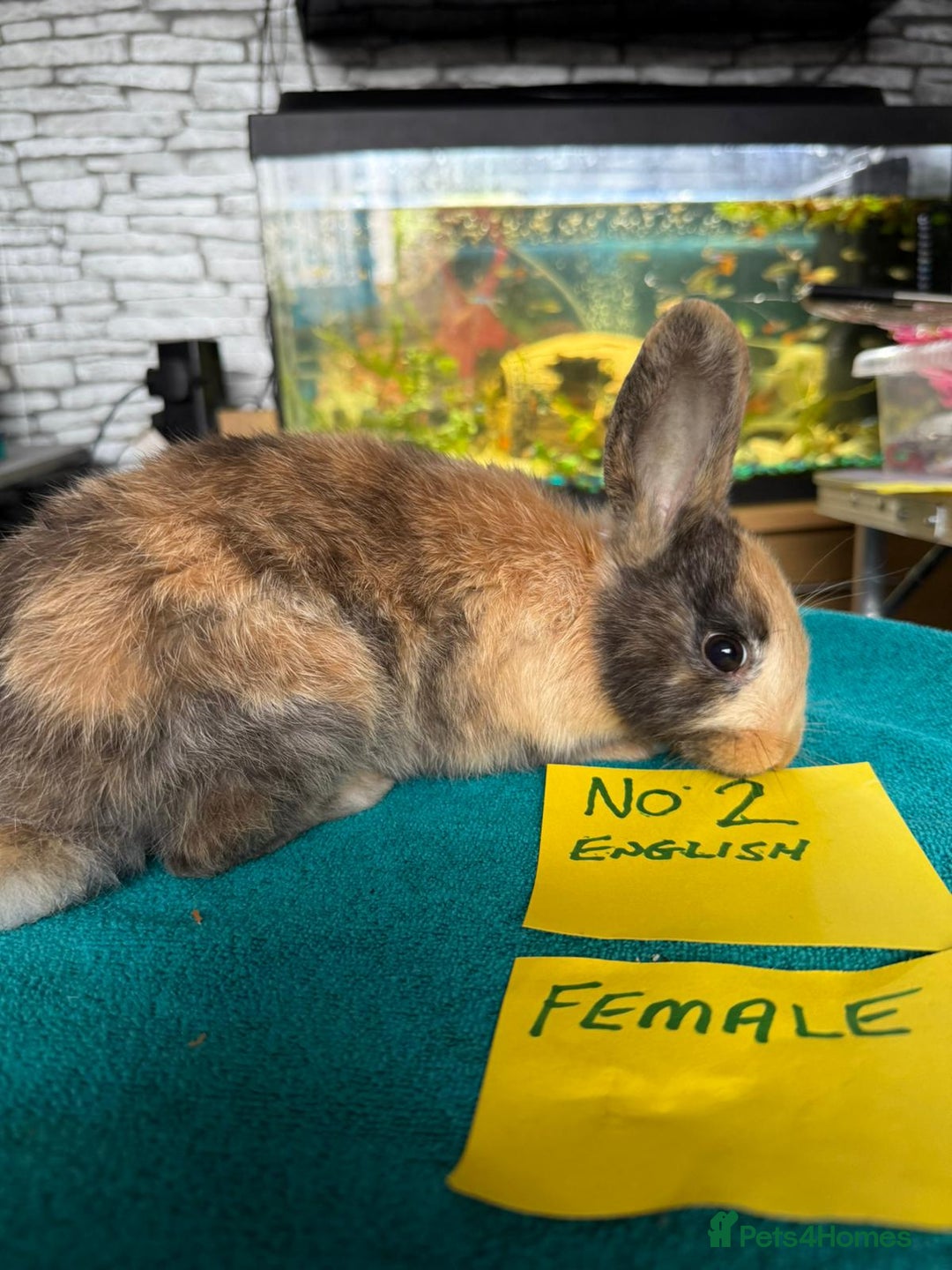 English rabbits for sale: Rabbits for sale , various sexes avaliable  - Image 5