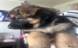 German Shepherd dogs for sale: Beautiful GSD pups - Image 8