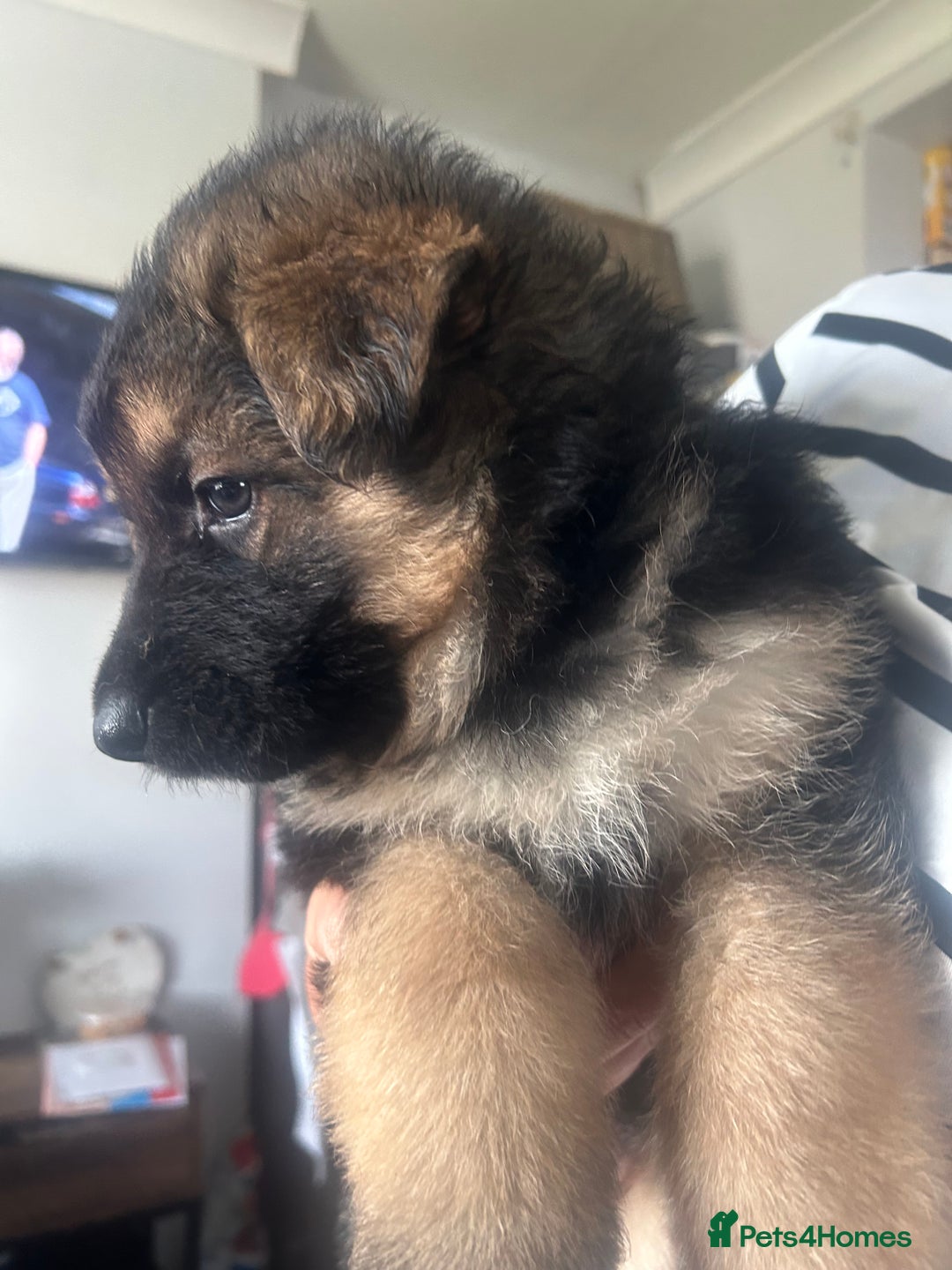German Shepherd dogs for sale: Beautiful GSD pups - Image 8