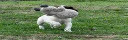 English Springer Spaniel dogs for sale: Two boys available from a Open fiekd trial winner - Advert 9