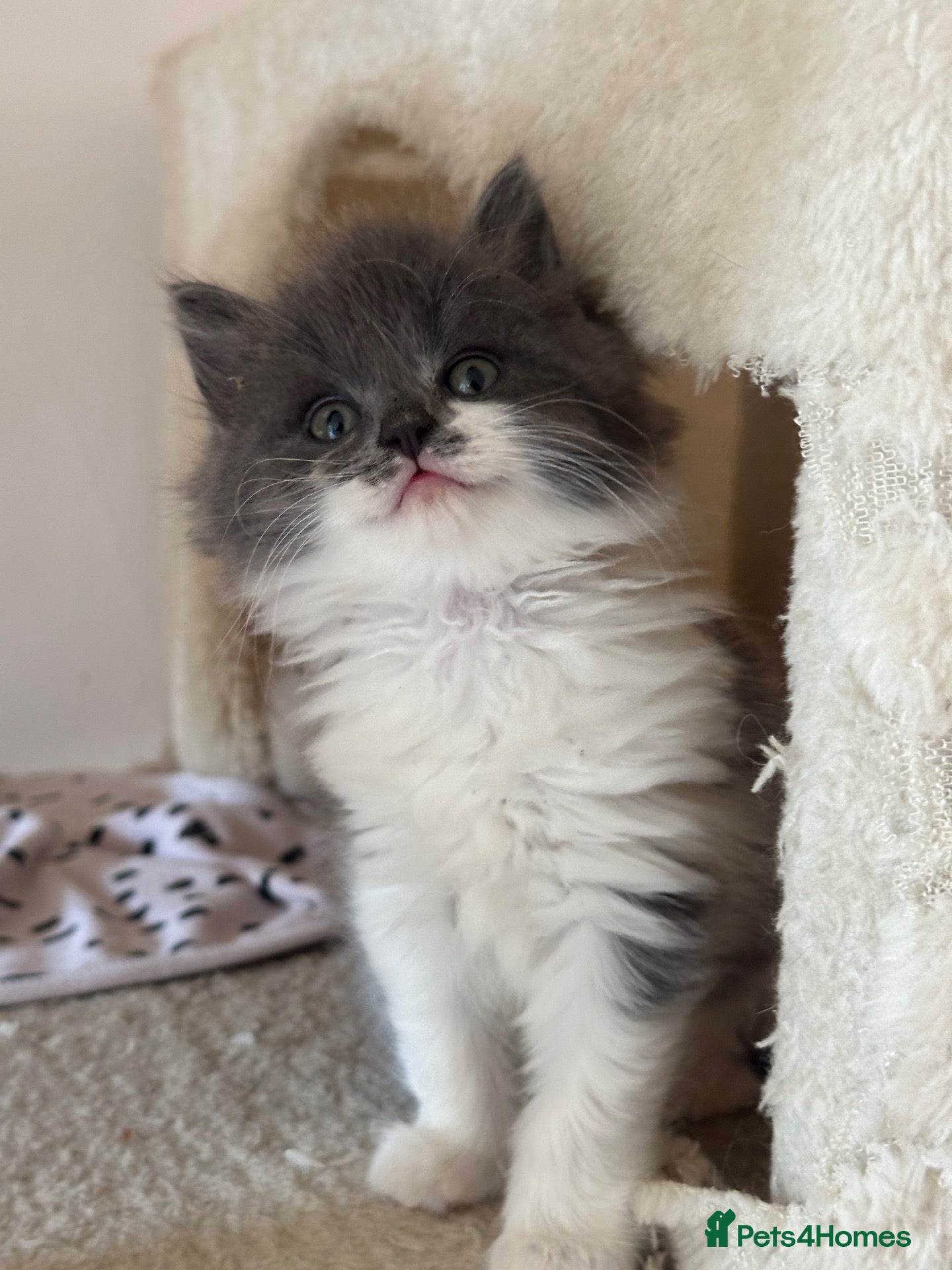 Ragdoll cats 🤍Exquisite 87.5% Ragdoll Kittens. Rare colours - Advert 2