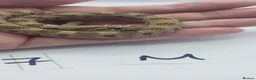 Snake reptiles for sale: Baby Western Hognoses mixed sex and morphs From - Advert 12