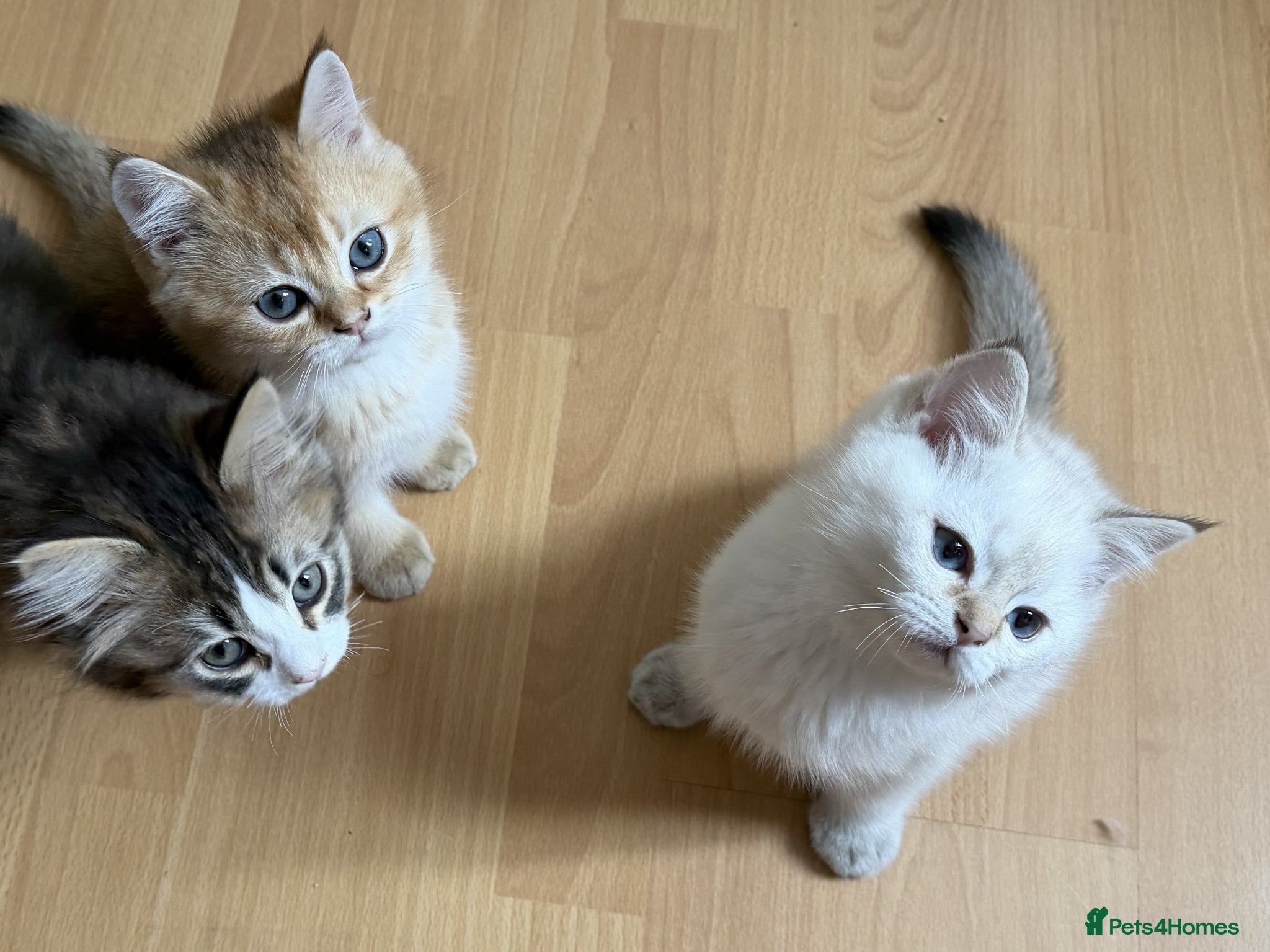British Shorthair cats for sale: Stunning British shorthair & Longhair kittens - Advert 17