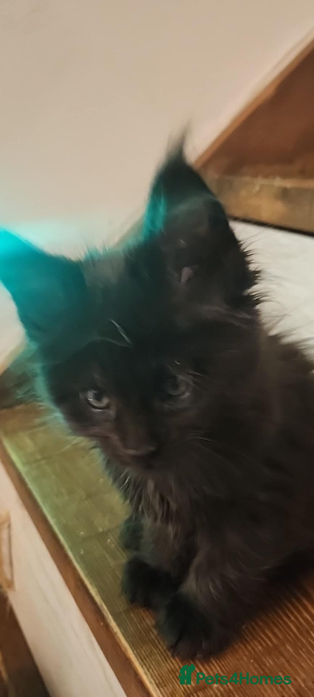 Maine Coon cats for sale: Maine coon purebred pedigre xl active in Barnsley - Image 27