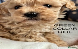 Cavachon dogs for sale: Super friendly, Litter trained Cavapoochon’s - Image 29