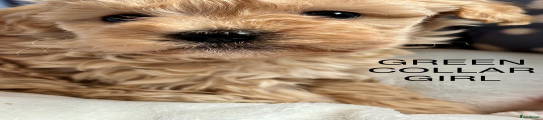 Cavachon Puppy 2 Green collar. 