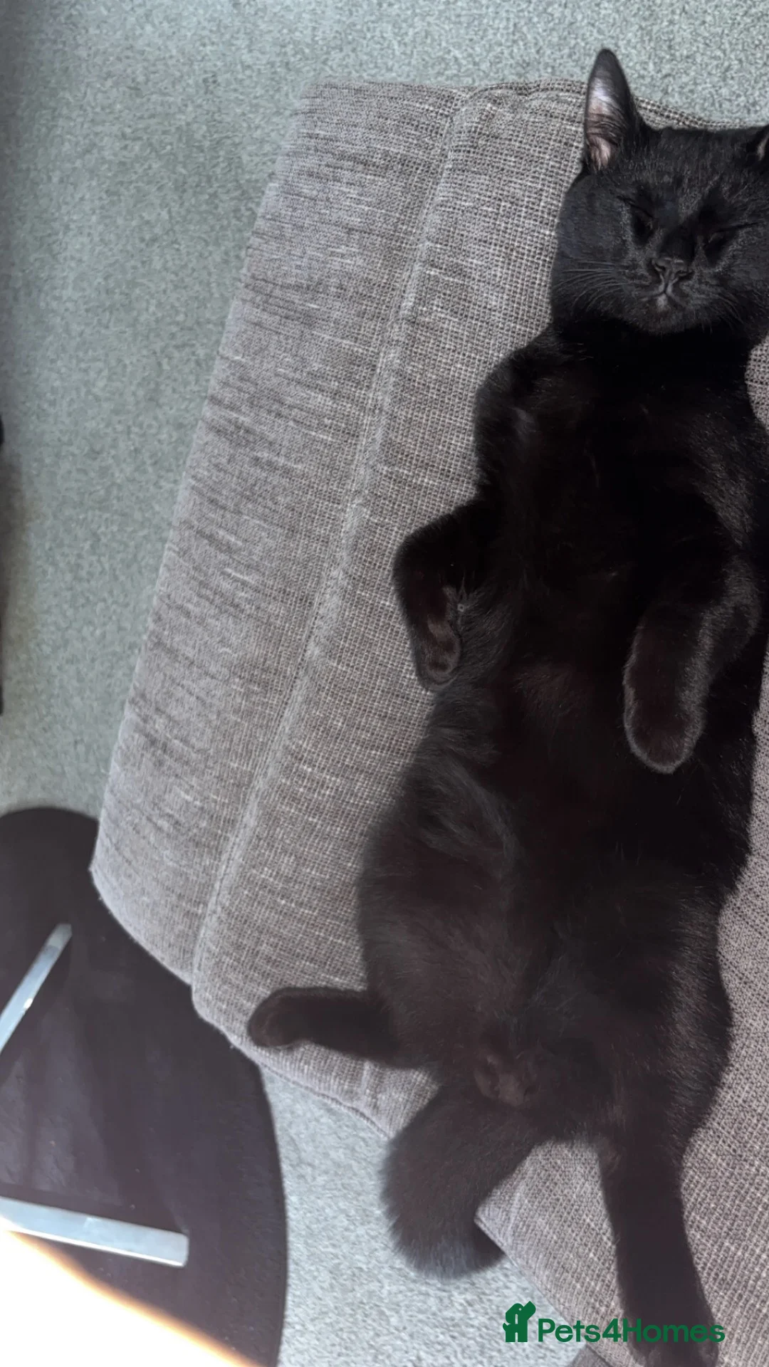 Mixed Breed cats for sale: Mr will in Stoke-on-Trent - Advert 2