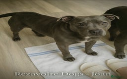 Staffordshire Bull Terrier dogs for sale: JOAN - FROM REZAVOIRE DOGS  - Image 1