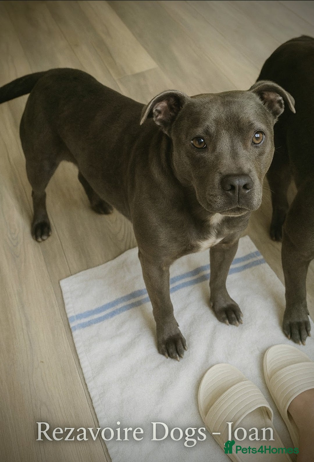 Staffordshire Bull Terrier dogs for sale: JOAN - FROM REZAVOIRE DOGS  - Image 1