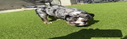 Olde English Bulldogge dogs for sale: STUNNING RARE OLD ENGLISH BULLDOG PUPS - Advert 7