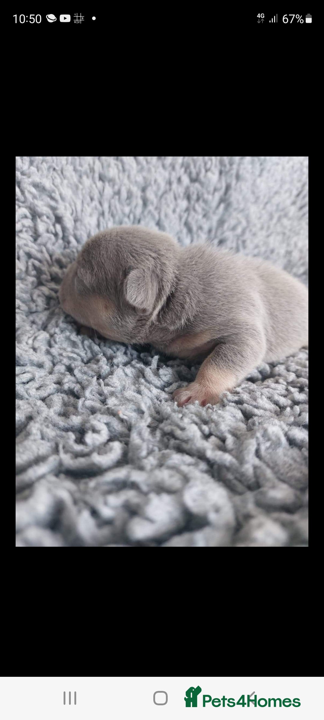 French Bulldog dogs for stud: Top Quality Stud RAMSGATE 🎯🎯 KC registered💣💣  in Ramsgate - Advert 30