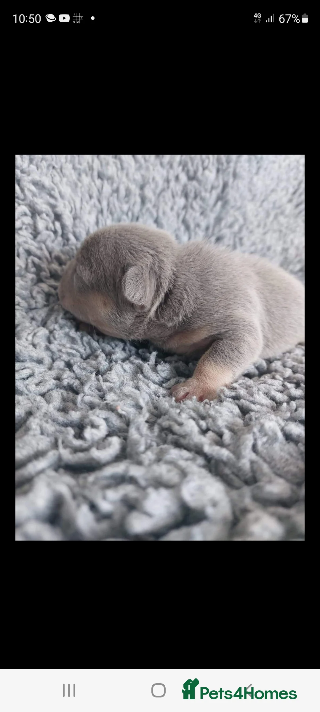 French Bulldog dogs for stud: Top Quality Stud RAMSGATE 🎯🎯 KC registered💣💣  in Ramsgate - Advert 30