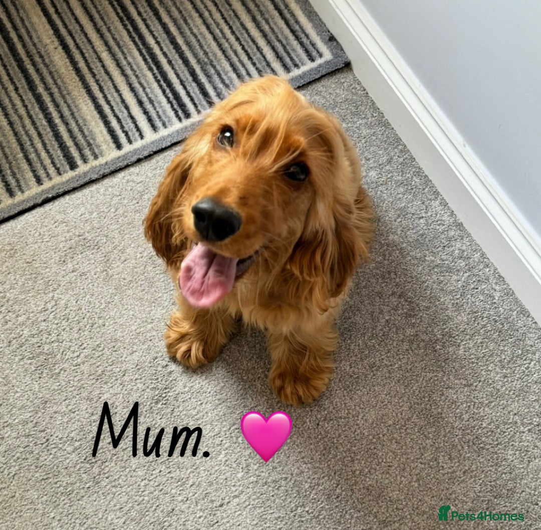 Cocker Spaniel dogs for sale: Beautiful cocker spaniel puppies  - Image 8
