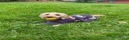Cockapoo dogs for sale: Rosie 🐾 🩷 - Advert 4