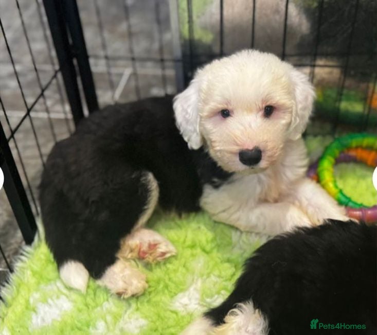Old English Sheepdog dogs Extensively health tested KC registered OES  - Advert 1