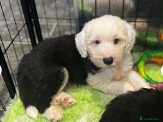 Old English Sheepdog dogs Extensively health tested KC registered OES - Advert 2