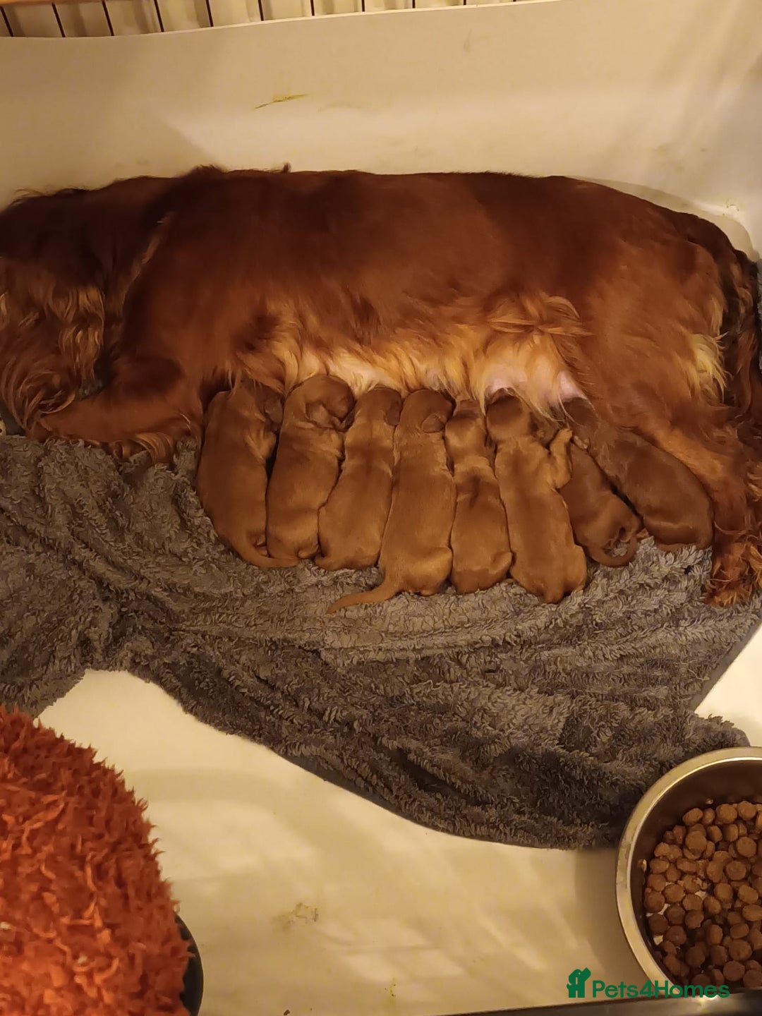 Cavapoo dogs for sale: Beautiful F1 Cavapoos  - Advert 25