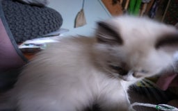 Ragdoll cats for sale: Beautiful Bluey  -unique little fluffy lovelies  - Image 13