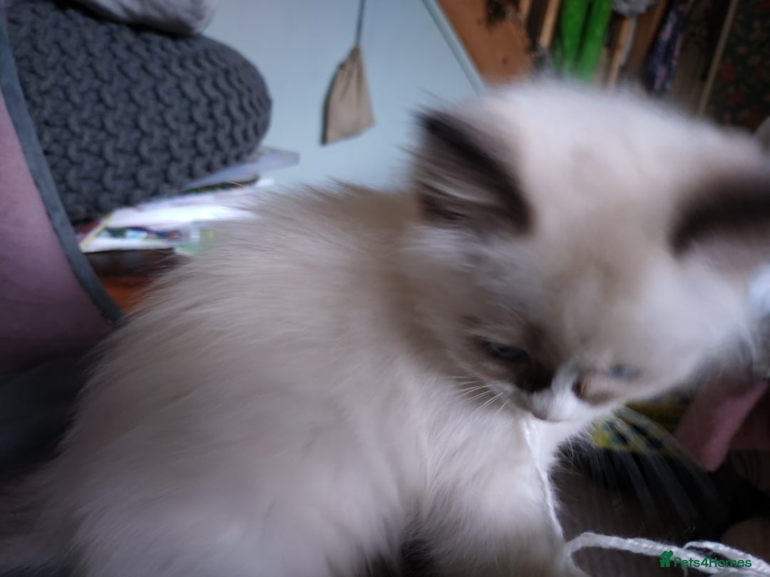 Ragdoll cats for sale: Beautiful Bluey  -unique little fluffy lovelies  - Image 13