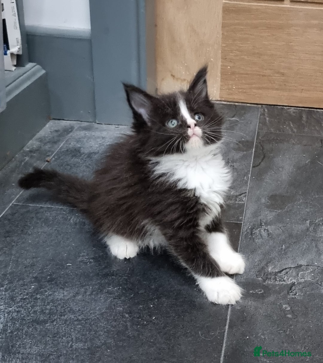 Maine Coon cats for sale: Pedigree GCCF Maine Coon Kitten available  - Image 29