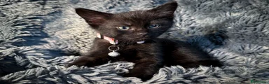 Black female - pink collar