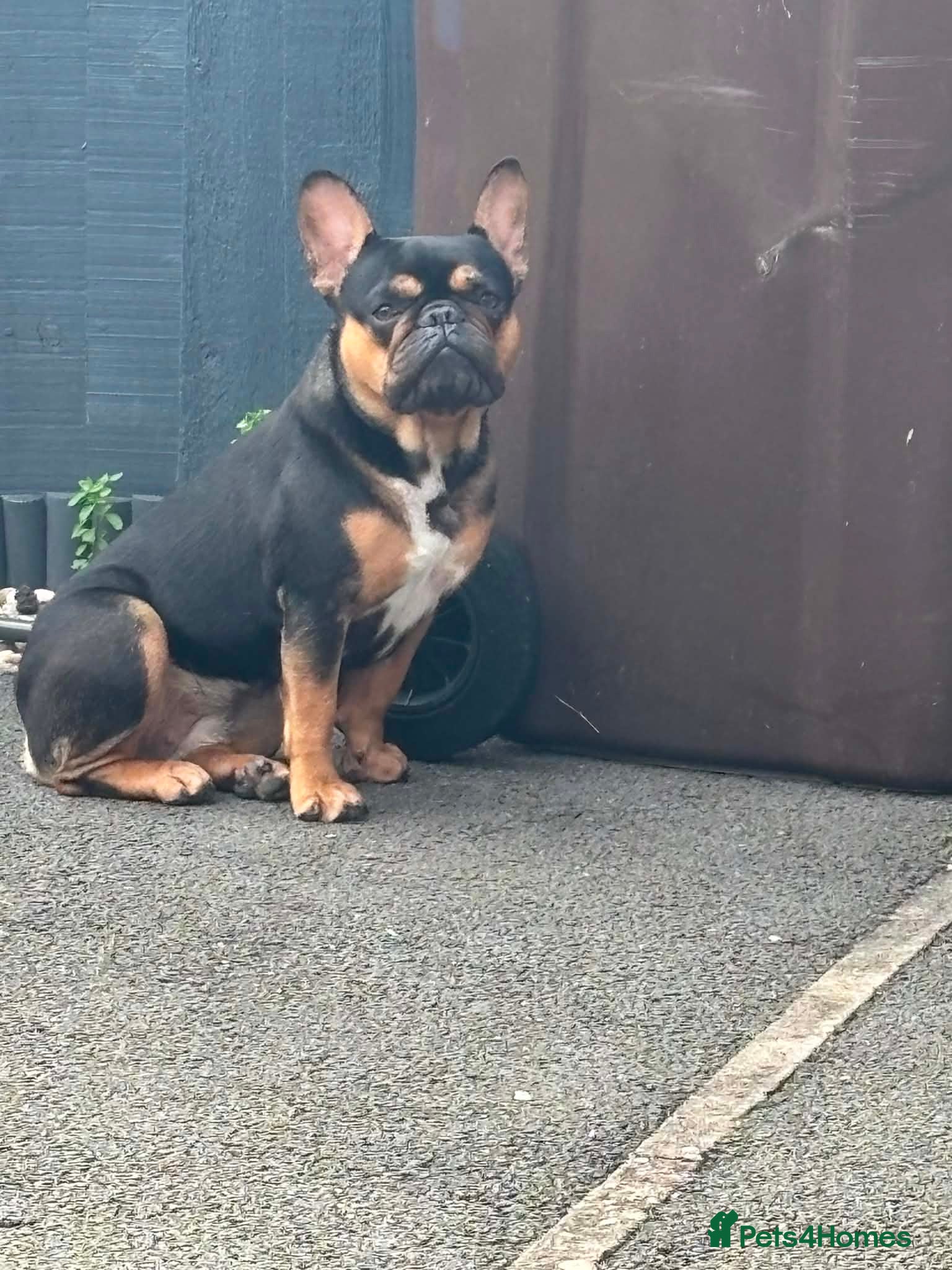 French Bulldog dogs Nova - French Bulldog looking for her forever home - Advert 13