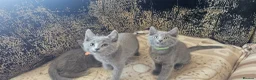 Russian Blue cats for sale: **TICA full pedigree Russian Blue kittens - Advert 21