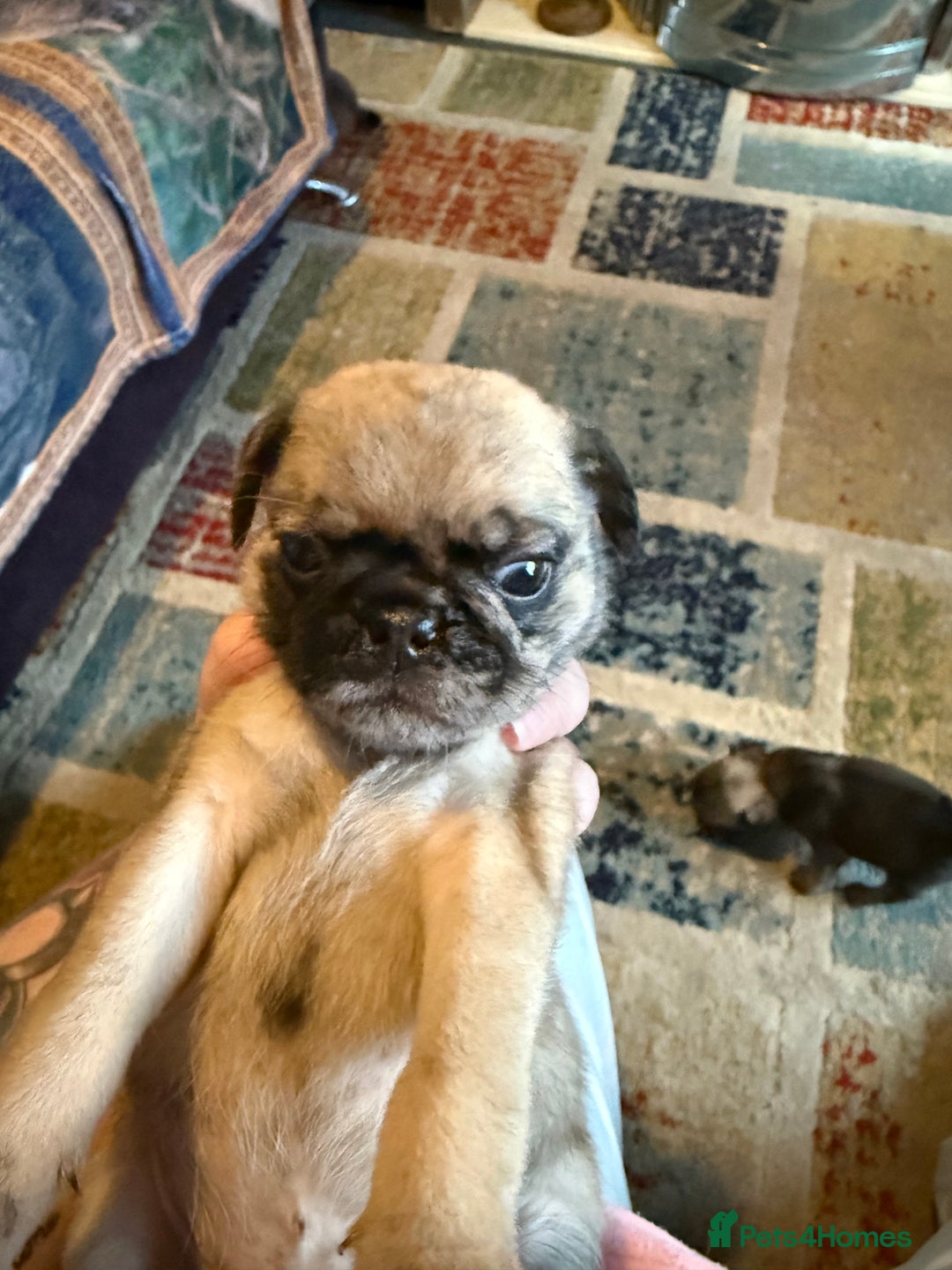 Pug dogs for sale: Pug puppies *READY NOW!!* - Image 16