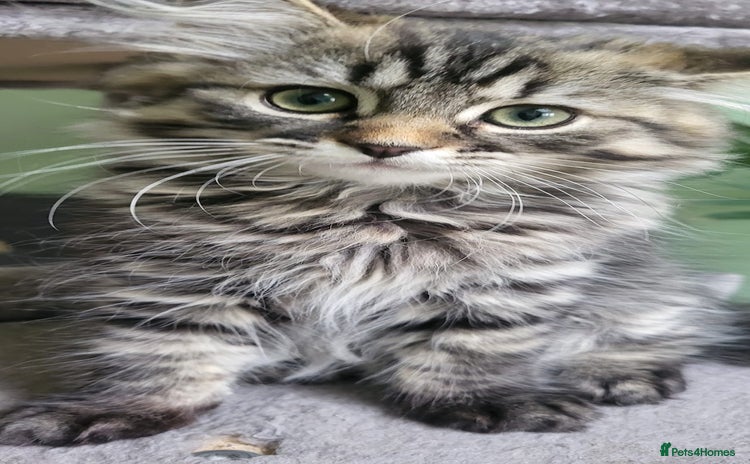 Siberian cats - Advert 2