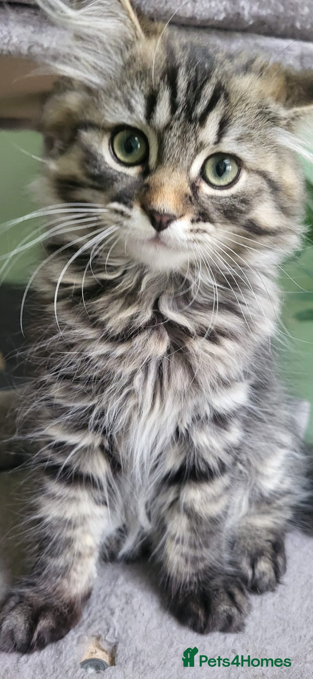 Siberian cats for sale: Beautiful Siberian kittens  - Image 1