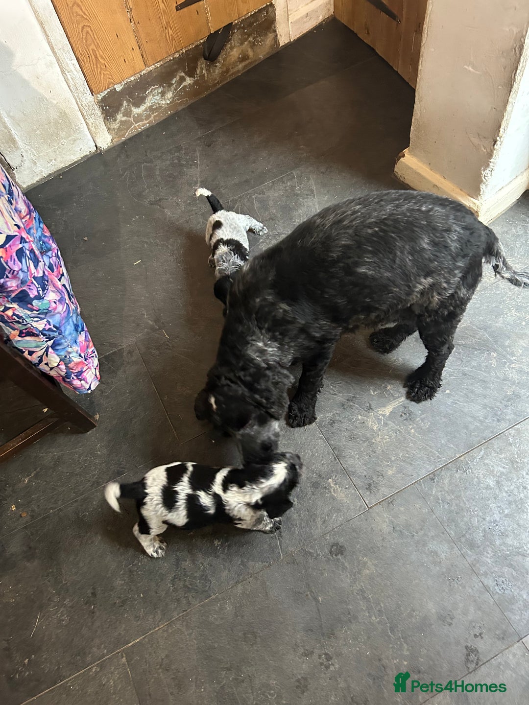 Cocker Spaniel dogs for sale: Cocker spaniel puppies  - Image 1