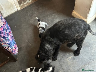 Cocker Spaniel dogs for sale - Advert 1