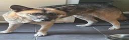Mixed Breed dogs for adoption: Gorgeous Emilia ready for a new home! - Advert 6
