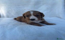 Cocker Spaniel dogs for sale: Beautiful kc registered cockerspaniel puppies  - Image 25