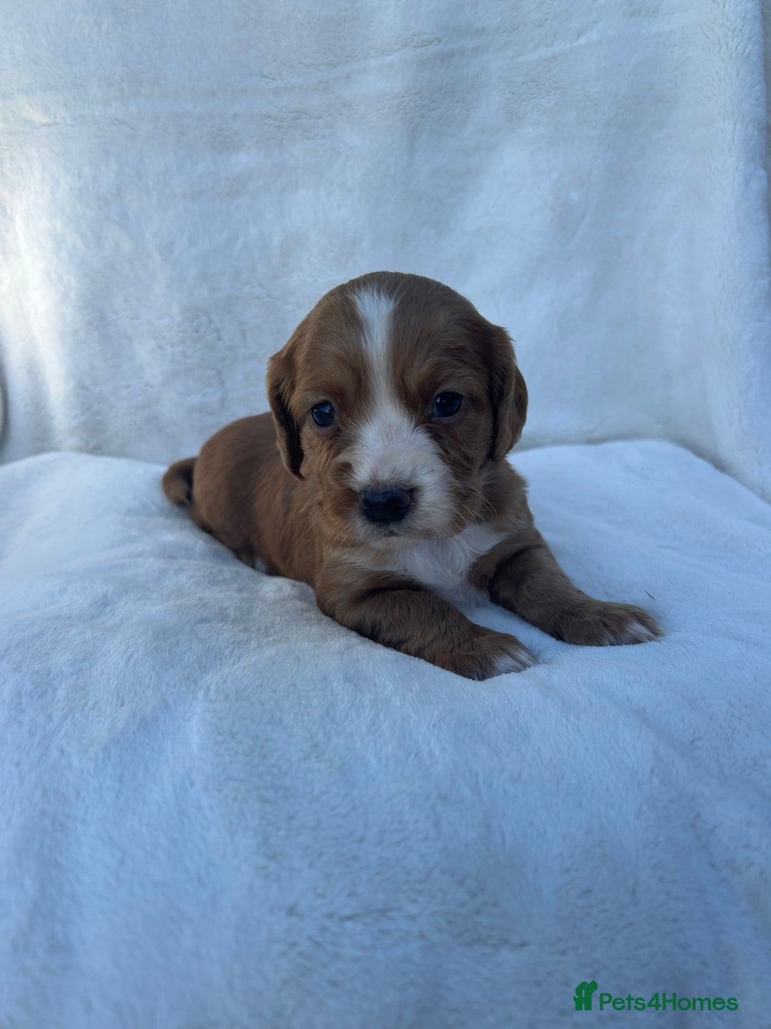 Cocker Spaniel dogs for sale: Beautiful kc registered cockerspaniel puppies  - Image 25